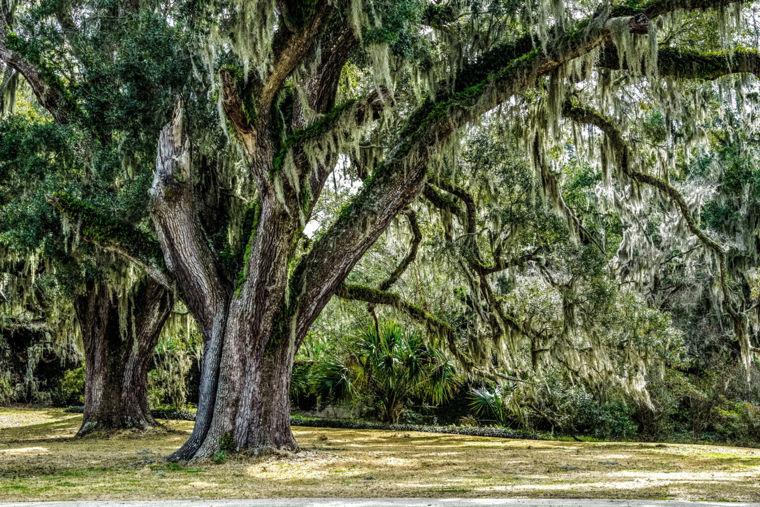 Home - Peninsula Tree Service